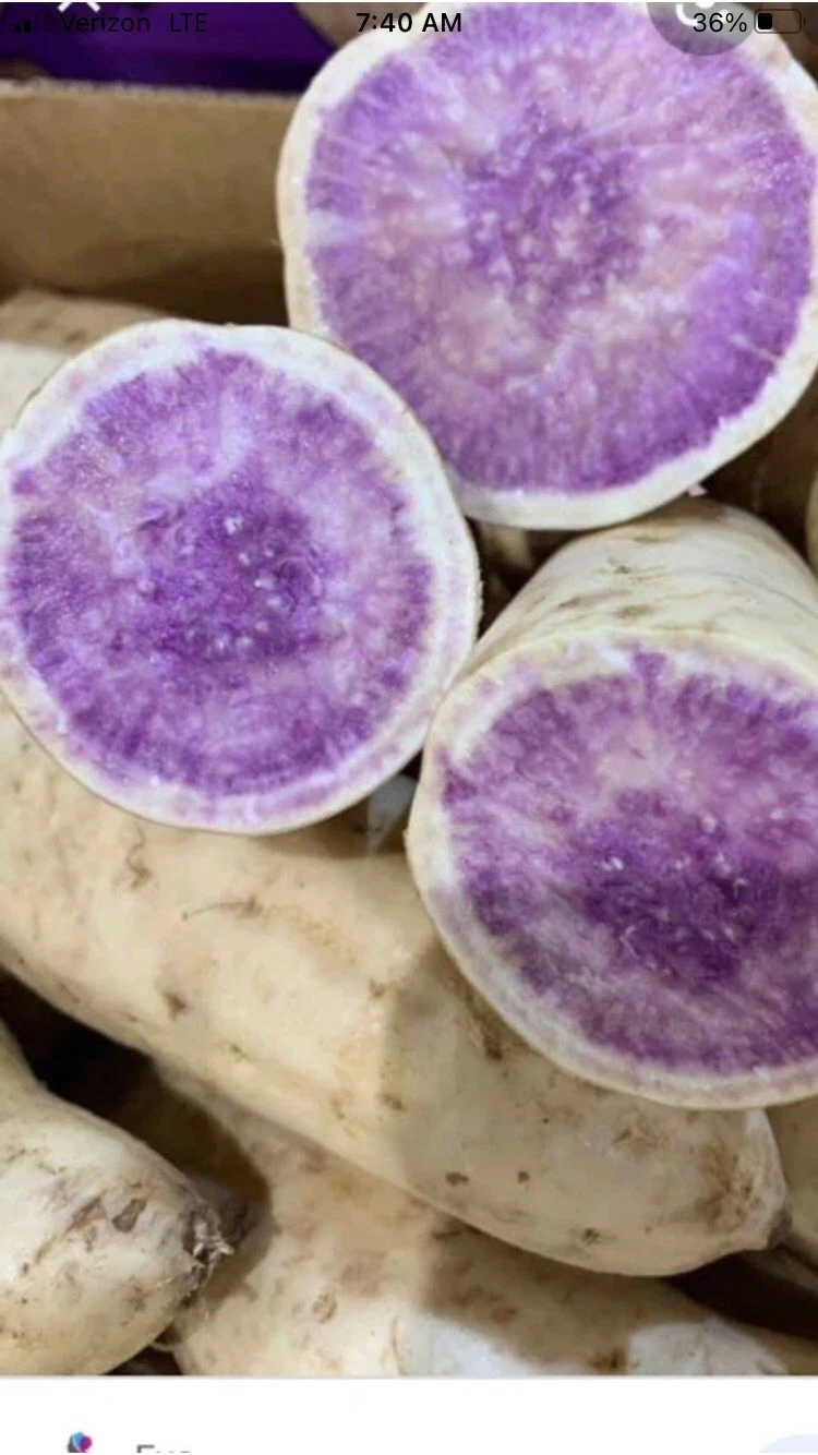 Okinawa Purple Sweet Potato Slips – 15 Unrooted Organic Cuttings for Garden or Container Planting Ipomoea batatas
