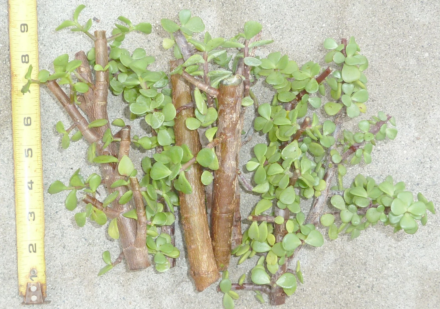 Portulacaria afra Cuttings – 5 Live Succulent Propagation Plants for Bonsai, Elephant Bush, Cork Bark, Unrooted Succulents