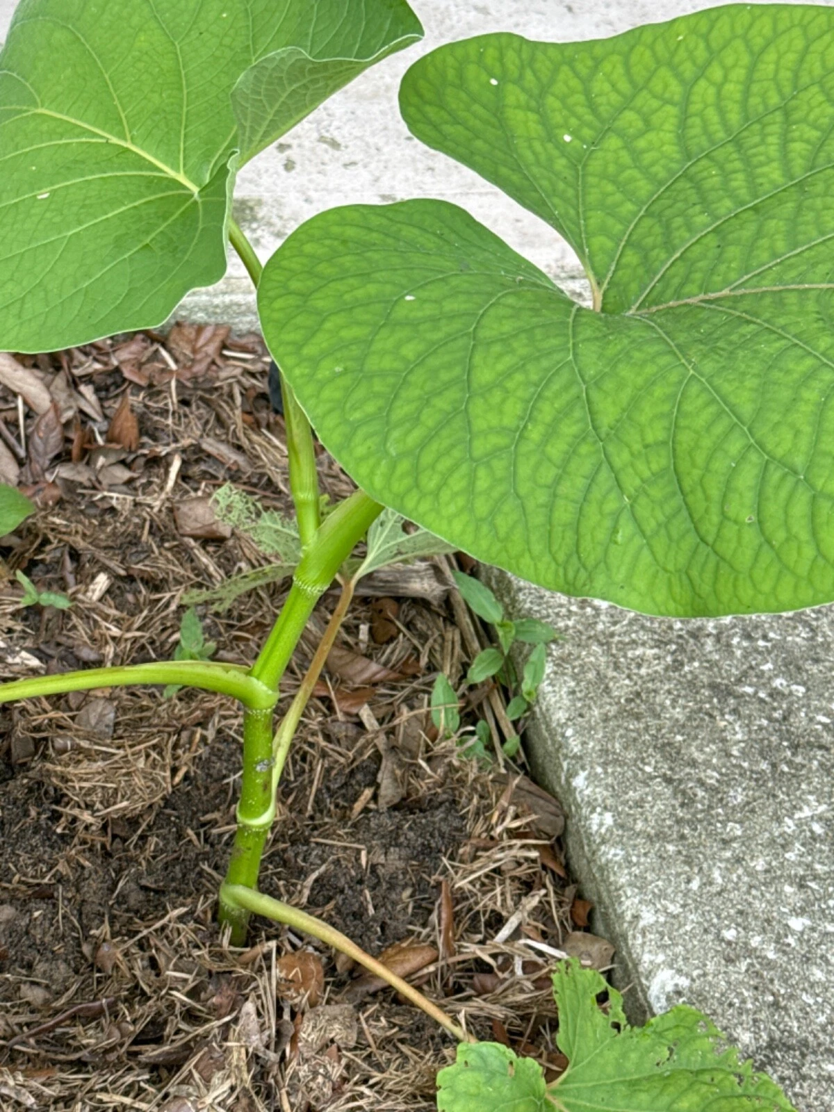 Hoja Santa Piper Auritum Live Plant 10 Inch Tall, Mexican Pepperleaf, Tropical Herb, Root Beer Plant for Garden & Container Use