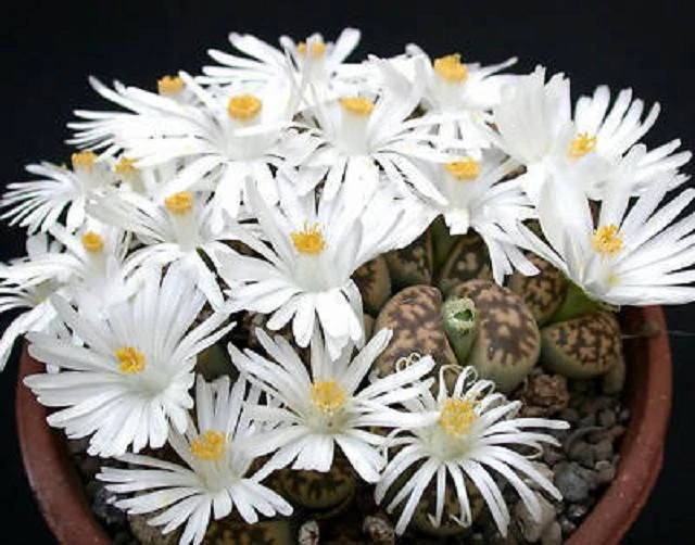 Lithops Seeds – 50 Rare Living Stone Succulent Seeds for Miniature Rock Gardens & Cactus Collectors – Lithops karasmontana