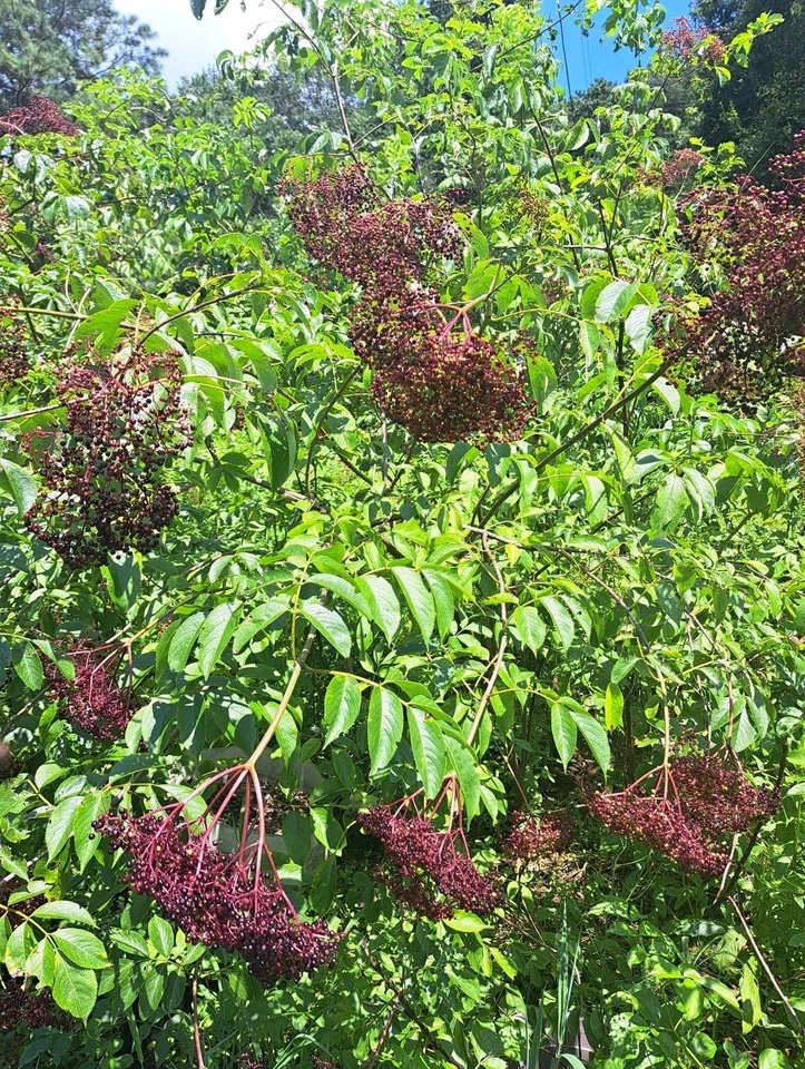 American Elderberry Live Plants – 3 Rooted Sambucus canadensis Shrubs for Garden, Hedges, Landscaping