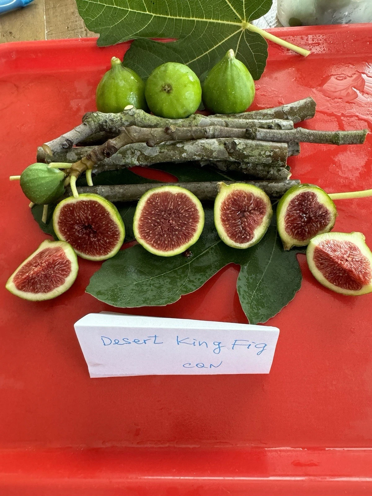 Desert King Fig Cuttings – 3 Unrooted Ficus carica Tree Starters for Propagation and Planting