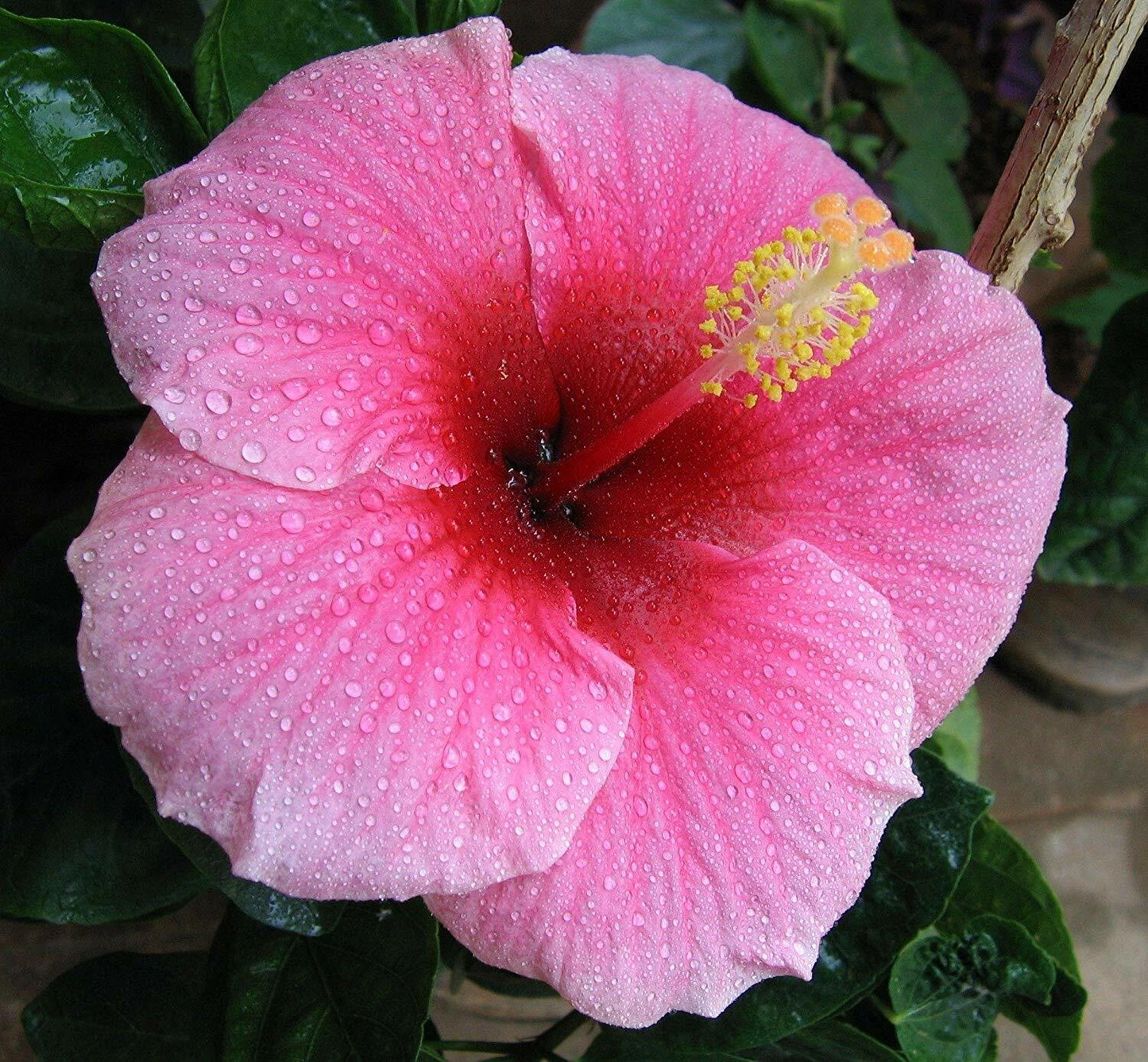 Hawaiian Pink Hibiscus Cutting – 2-4 Inch Live Hibiscus rosa-sinensis Stem for Propagation and Planting