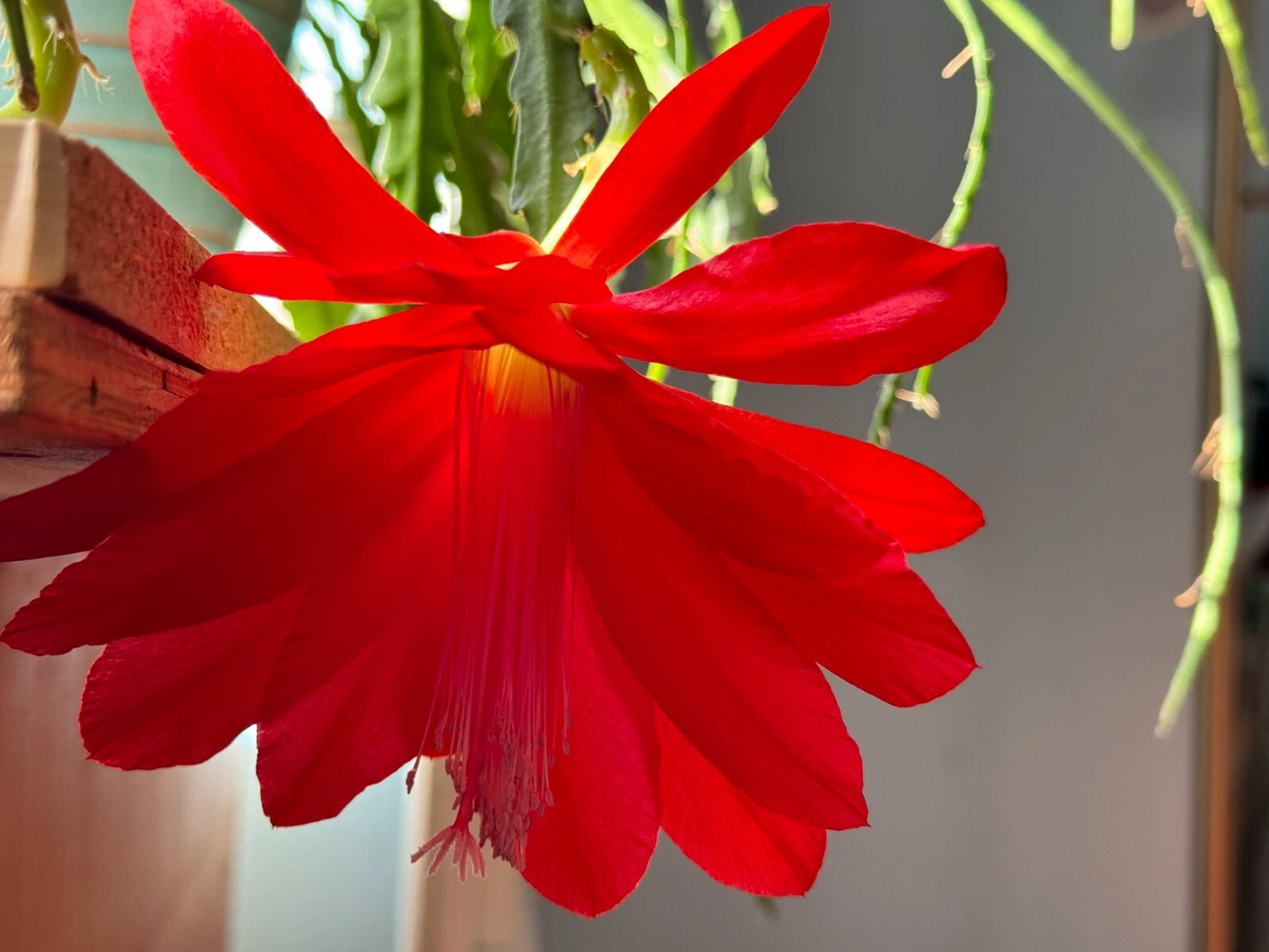 Epiphyllum Orchid Cactus Cuttings 6 Pack, Red Flowering, Unrooted Trailing Epiphytic Cactus, Epiphyllum spp.
