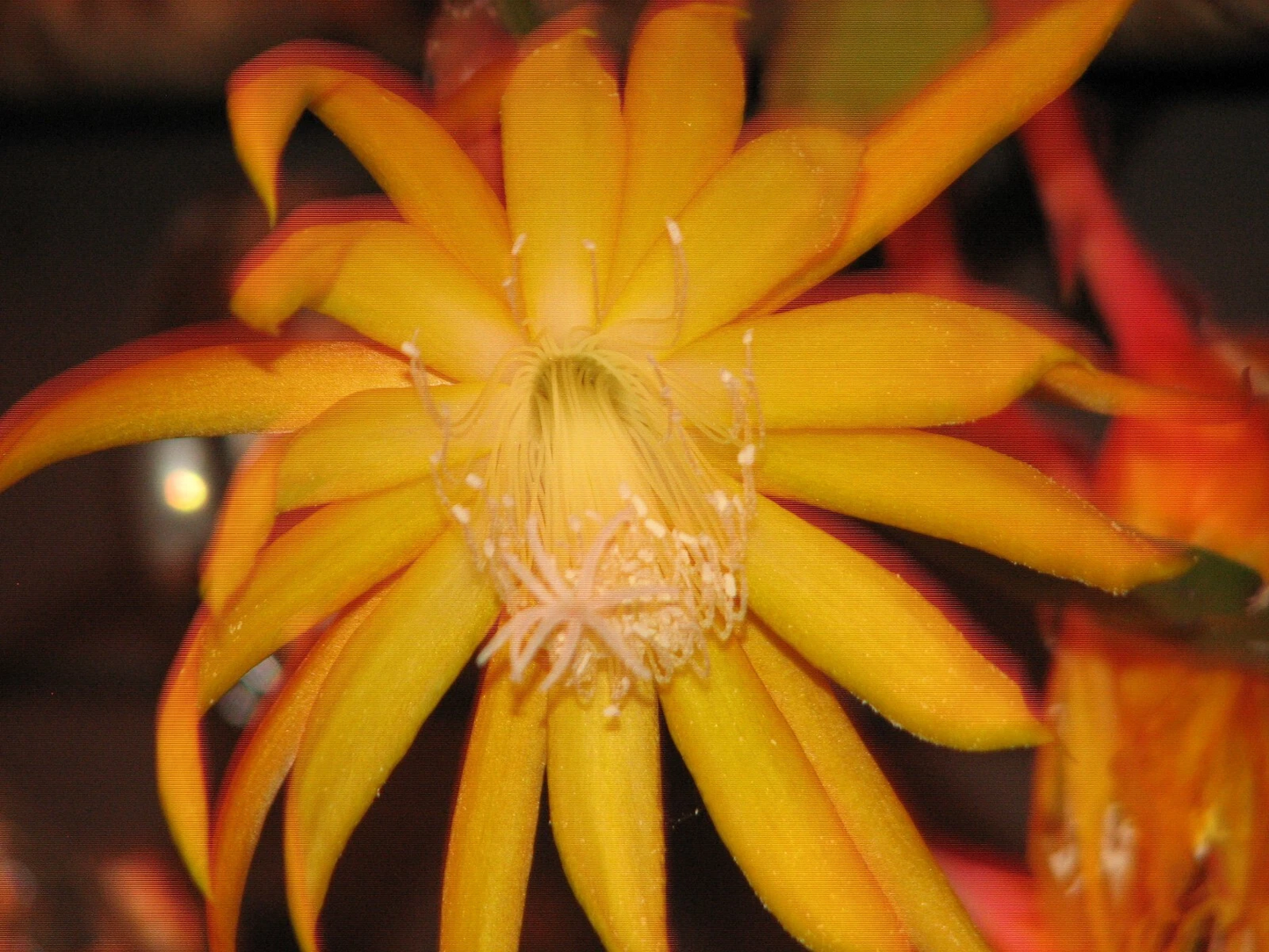 Epiphyllum Frühlings Gold Orchid Cactus Cutting Unrooted Epiphytic Cactus Plant