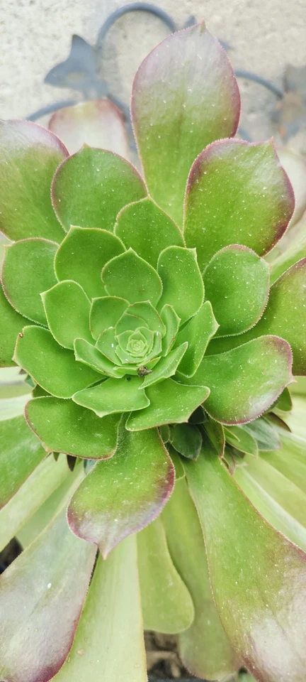 Aeonium Canariense Succulent Cutting – 5-6 Inch Green Rosette Plant Starter for Propagation and Container Growing