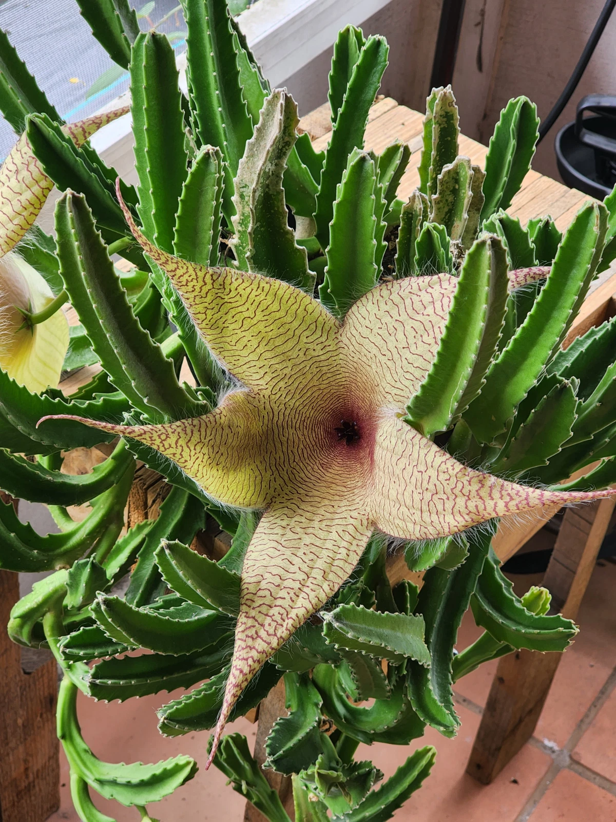 Stapelia gigantea Cutting – Rare Succulent Stem for Propagation, Starfish Flower, Large Star-Shaped Bloom, Cactus/Succulent Plant