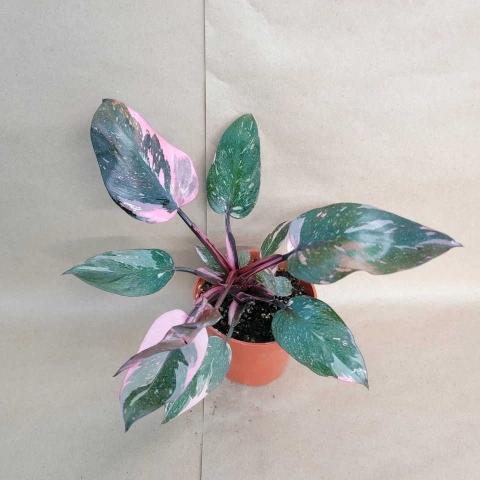 Philodendron Pink Princess Marble Galaxy – Live Variegated Houseplant in 4-Inch Pot, Indoor Aroid Plant with Pink Marbling