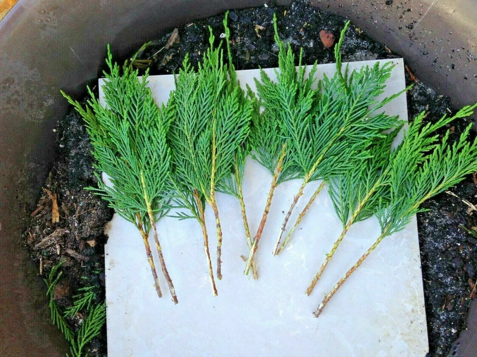 Leyland Cypress Tree Cuttings – 50 Unrooted Live Evergreen Conifer Propagation Material, 7–8 Inches, Cuprocyparis leylandii