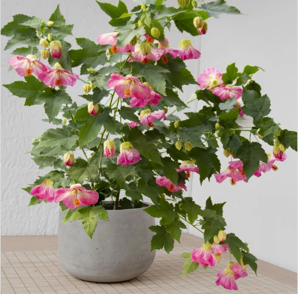 Pink Abutilon Flowering Maple Live Plant - Small Rooted Starter with Pink Bell-Shaped Blooms