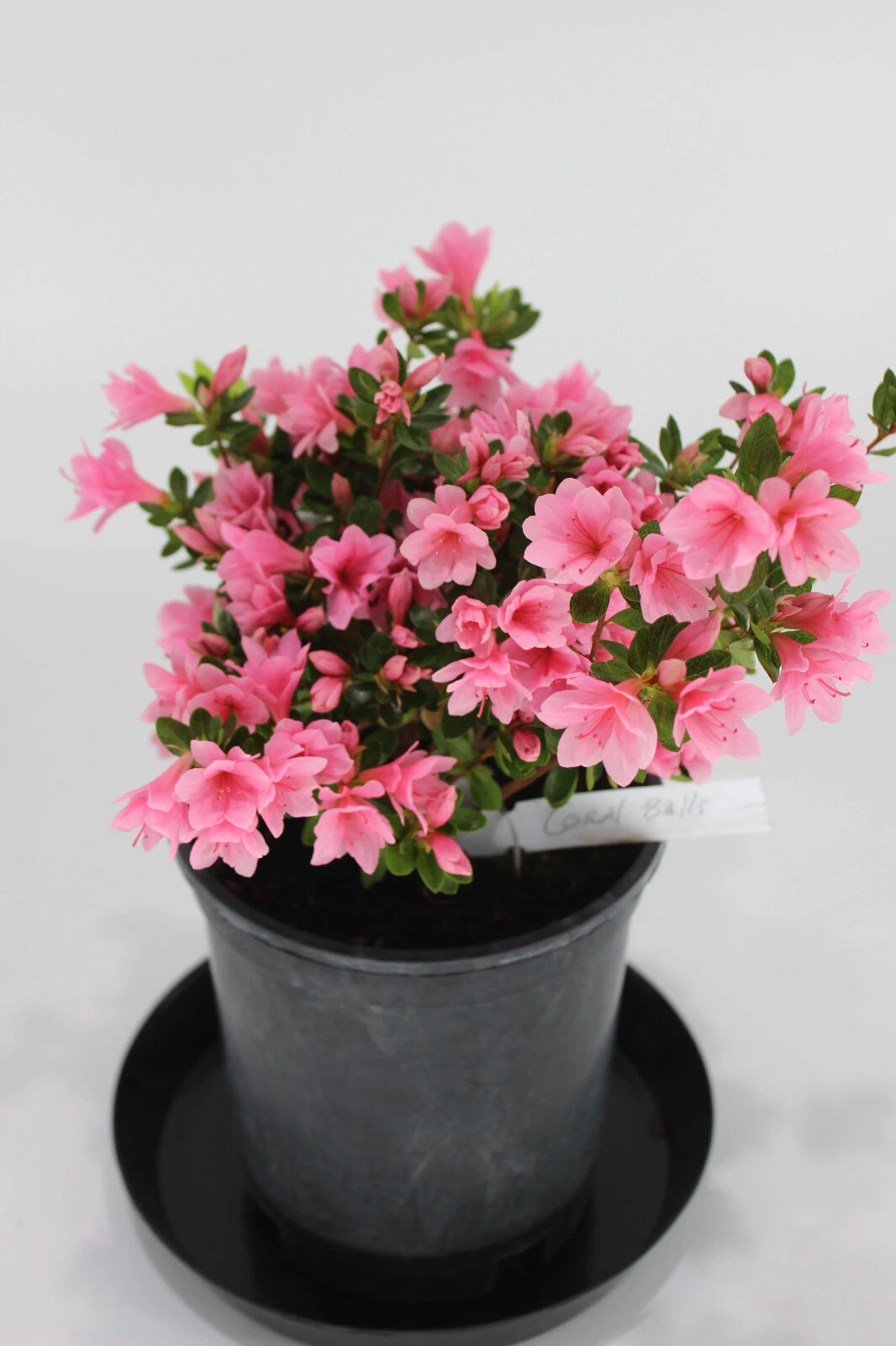 Satsuki Azalea Bonsai Tree One Gallon Hybrid Rhododendron 'L. C. Fisher' Flowering Shrub