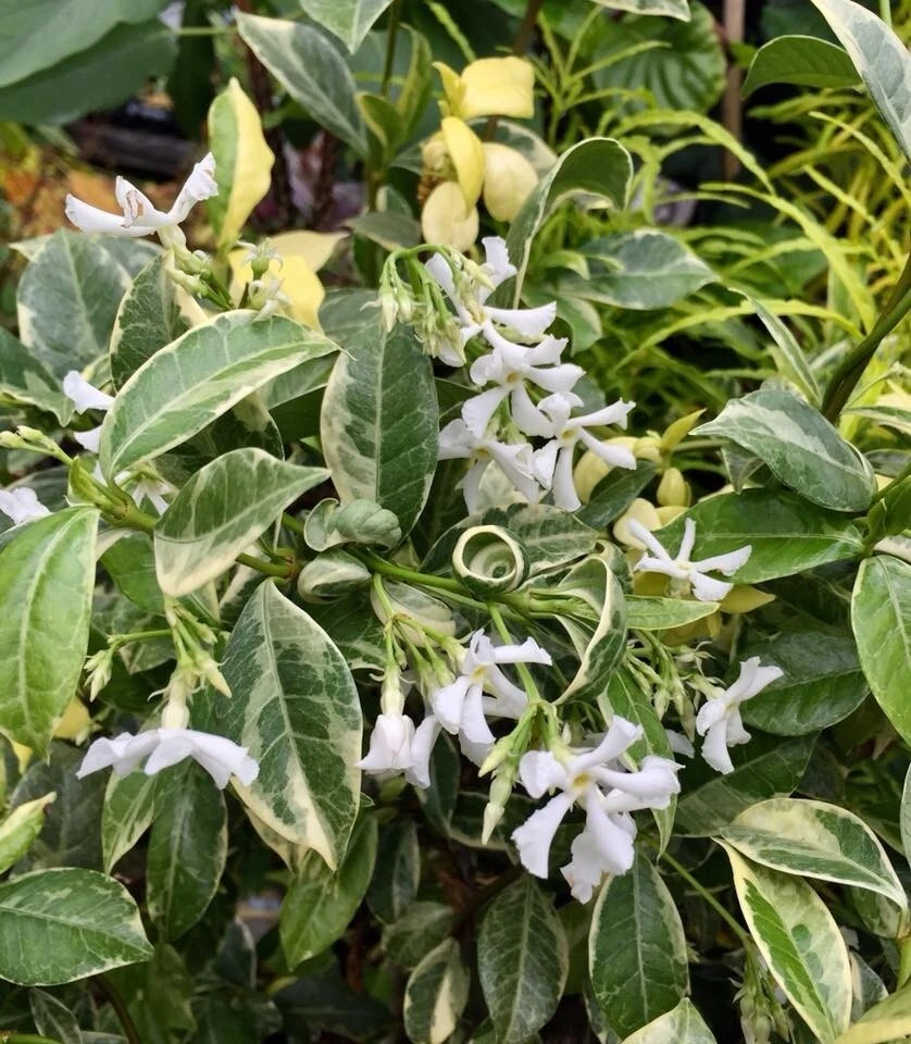 Variegated Confederate Jasmine Rooted Starter Plant – Hardy Evergreen Vine with Cream-Edged Leaves