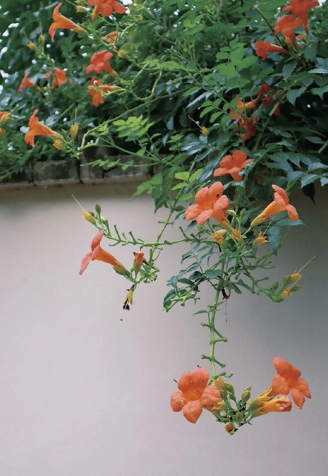 Unrooted Orange Cape Honeysuckle Cutting – 8 Inch Tecoma capensis Climbing Shrub for Garden Propagation