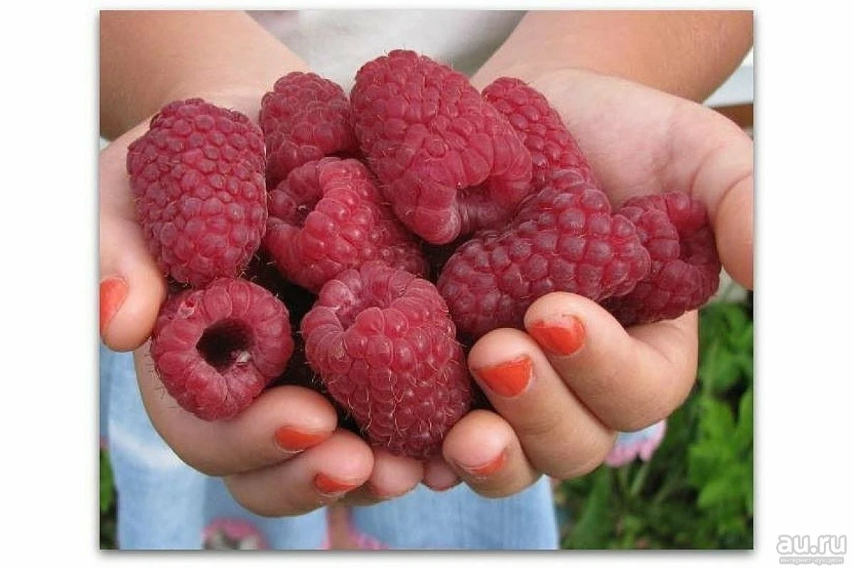 Russian Raspberry Cuttings ‘Gordost Rossii’ Rubus idaeus Live Unrooted Stems for Propagation
