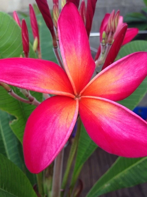Kaneohe Sunset Plumeria Cutting – 12-14 Inch Frangipani Stem with One Tip for Rooting Tropical Flower Starter