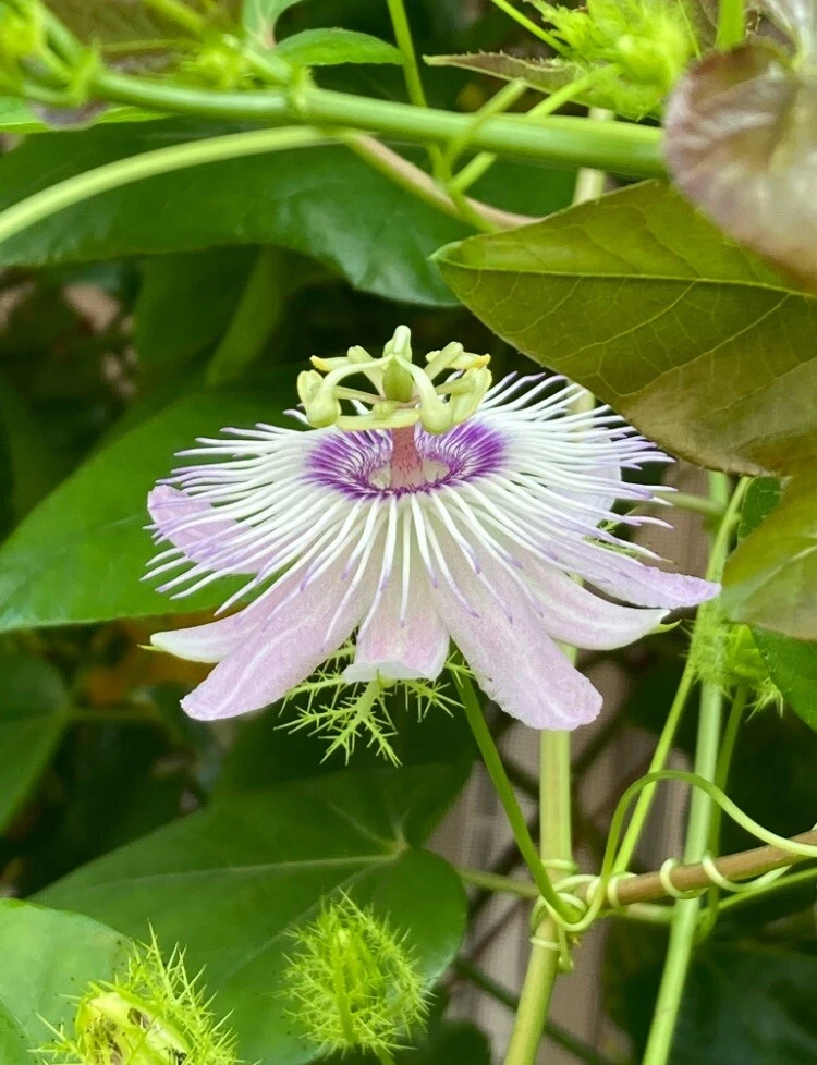 Passiflora Vine Cuttings – 50 Fresh 7" Stem Cuttings for Fast-Growing Passionflower Vines & Butterfly Gardens