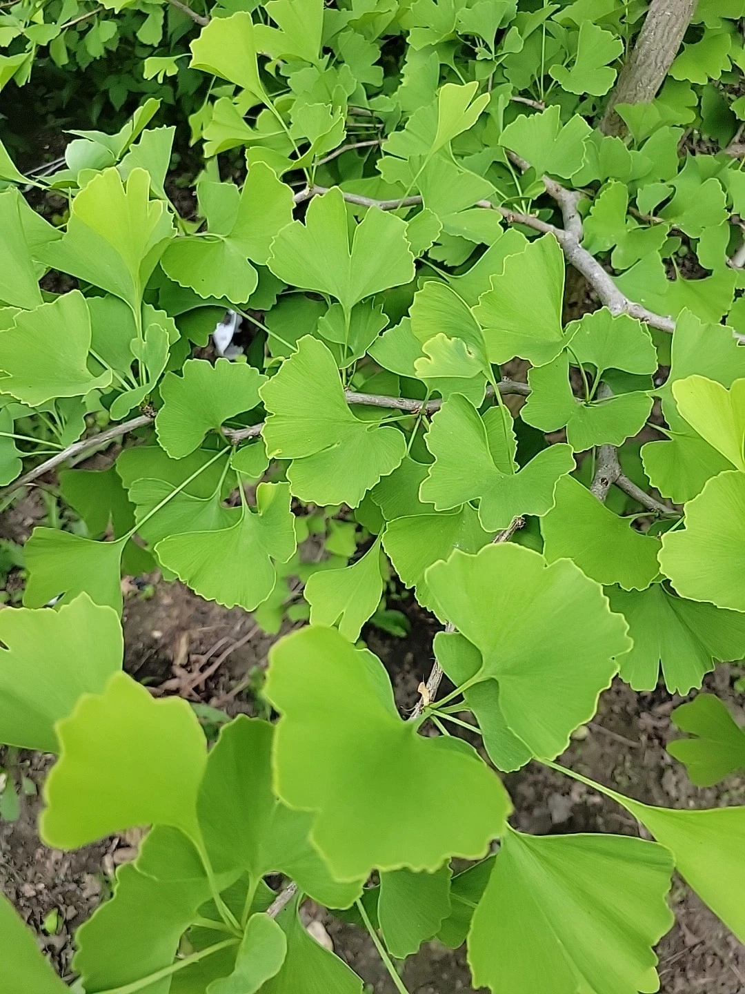Fresh Organic Ginkgo Leaves – 150 Natural Leaves for Crafts, Resin Art & Decorative Projects