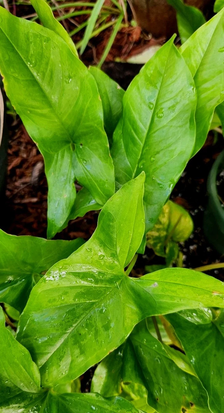Syngonium Podophyllum Emerald Gem Unrooted Cuttings – Arrowhead Vine Houseplant, Trailing Climbing Foliage, Indoor Tropical Plant