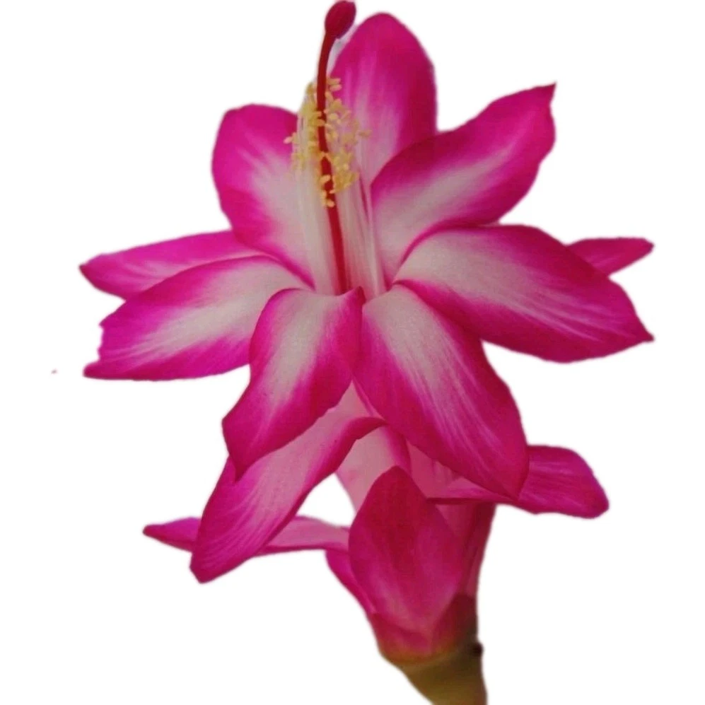 Thanksgiving Christmas Cactus Cuttings – 3 Unrooted Pink & White Schlumbergera Stems for Indoor Propagation