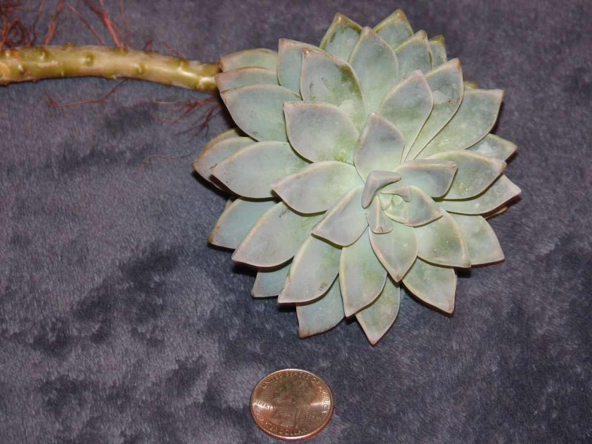 Graptopetalum Ghost Plant Succulent Cutting – Live Unrooted Graptopetalum paraguayense for Propagation
