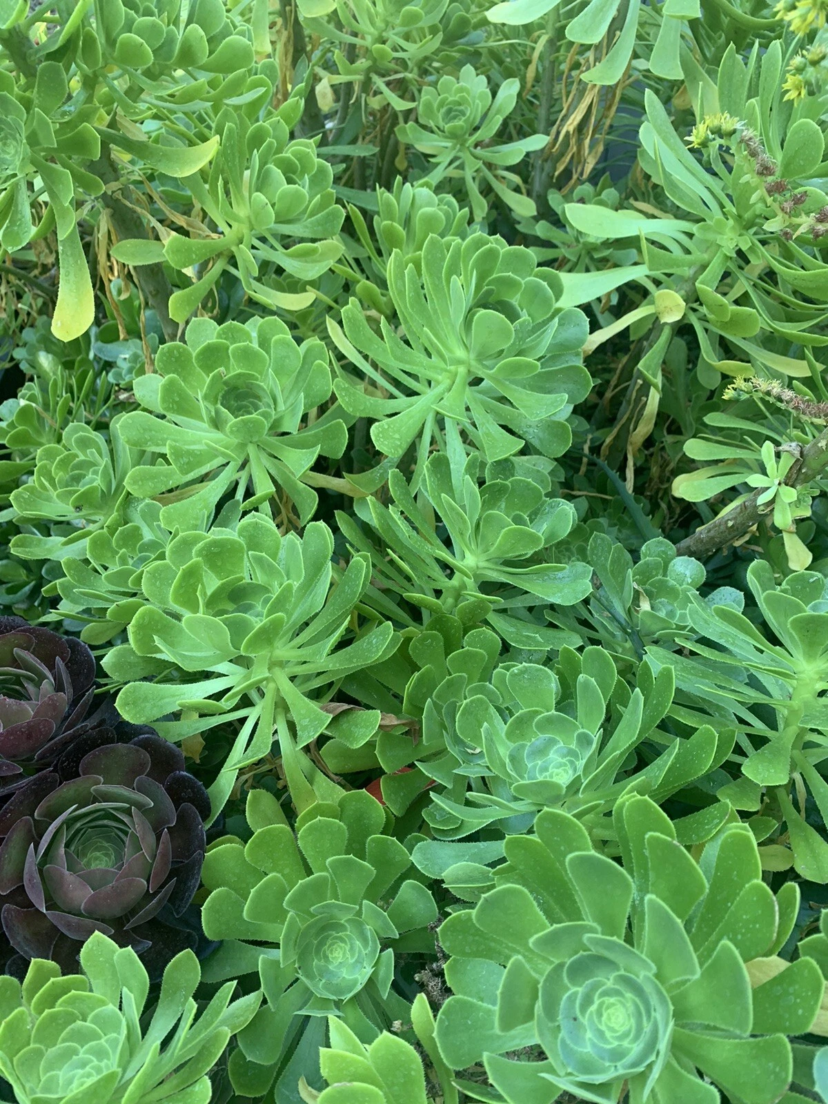 Green Tree Aeonium Cuttings – Live Unrooted Succulent Propagation Material, Aeonium arboreum