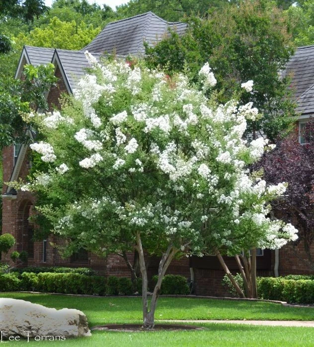 Milk Crape Myrtle Cuttings – 7 Live Propagation Cuttings Lagerstroemia indica Fast-Growing Flowering Shrub