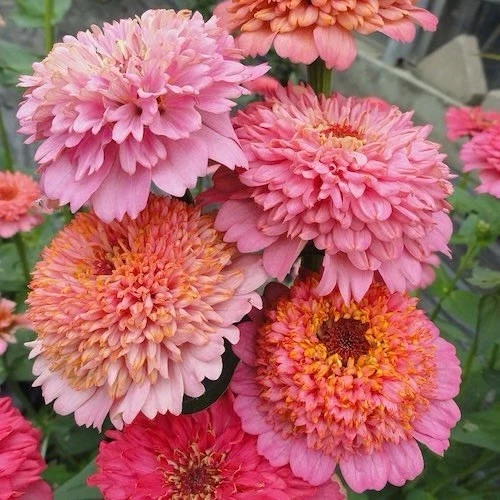 Cupcake Zinnia Seeds - 100 Annual Flower Seeds for Garden Beds, Containers & Cut Flowers