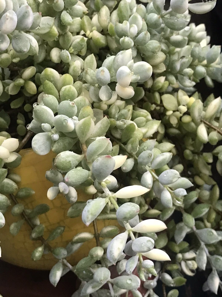 Variegated Cotyledon Pendens Cuttings – Rare Trailing Succulent with 3 Fresh 4-Inch Stems for Hanging Pots