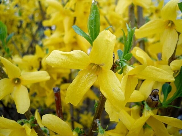 Forsythia Shrub Cuttings – 10 Unrooted 5 Inch Organic Ornamental Flowering Bush for Garden, Landscape, Hedges