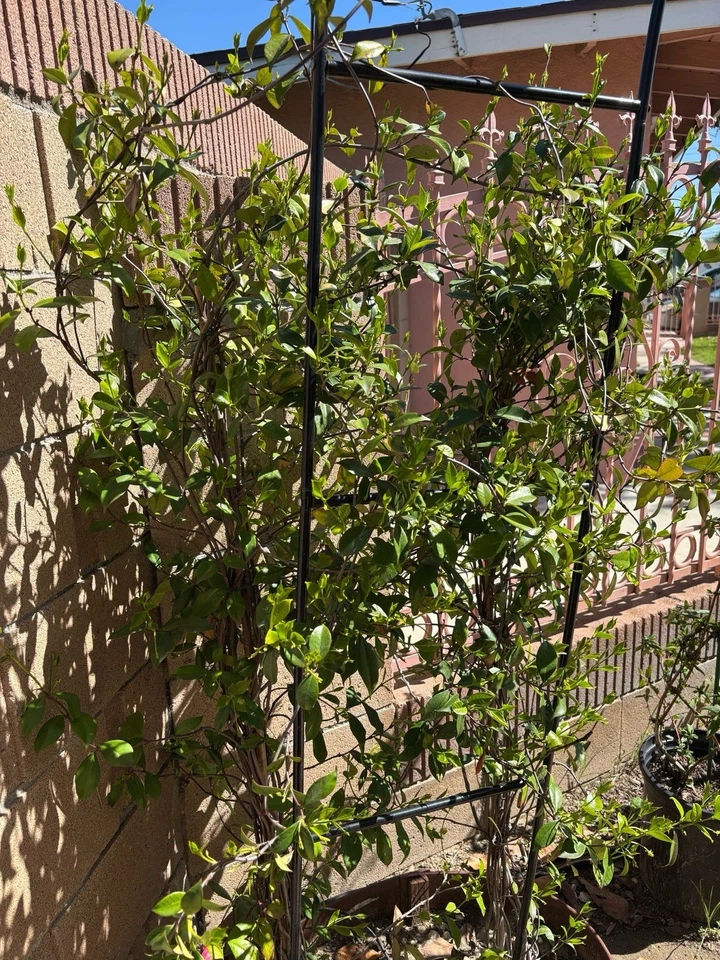 White Star Jasmine Cuttings – Trachelospermum jasminoides Evergreen Climbing Vine for Propagation