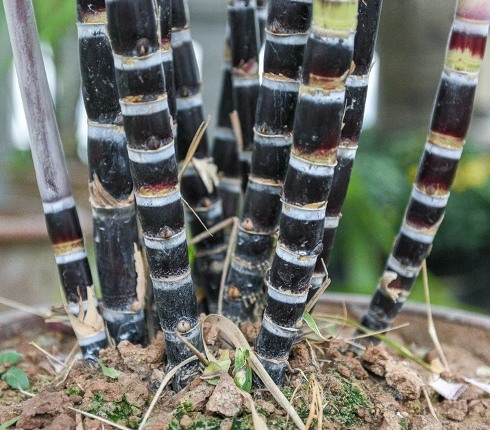Purple Sugarcane Cuttings 18 Inch Unrooted Saccharum officinarum Clumping Tropical Grass