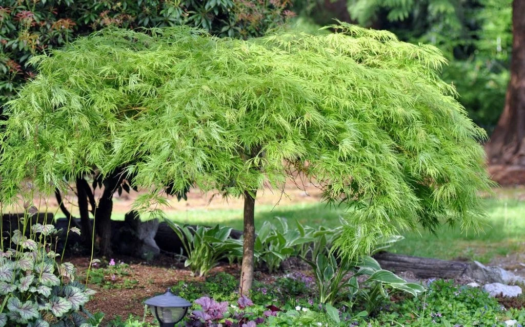 Green Japanese Maple Cuttings - 3 Acer palmatum Unrooted Propagation Material for Grafting or Rooting