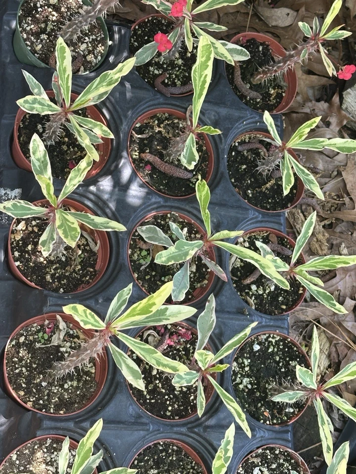 Variegated Euphorbia Crown of Thorns - Rooted 4" Pot Succulent with Colorful Leaves & Sturdy Stems