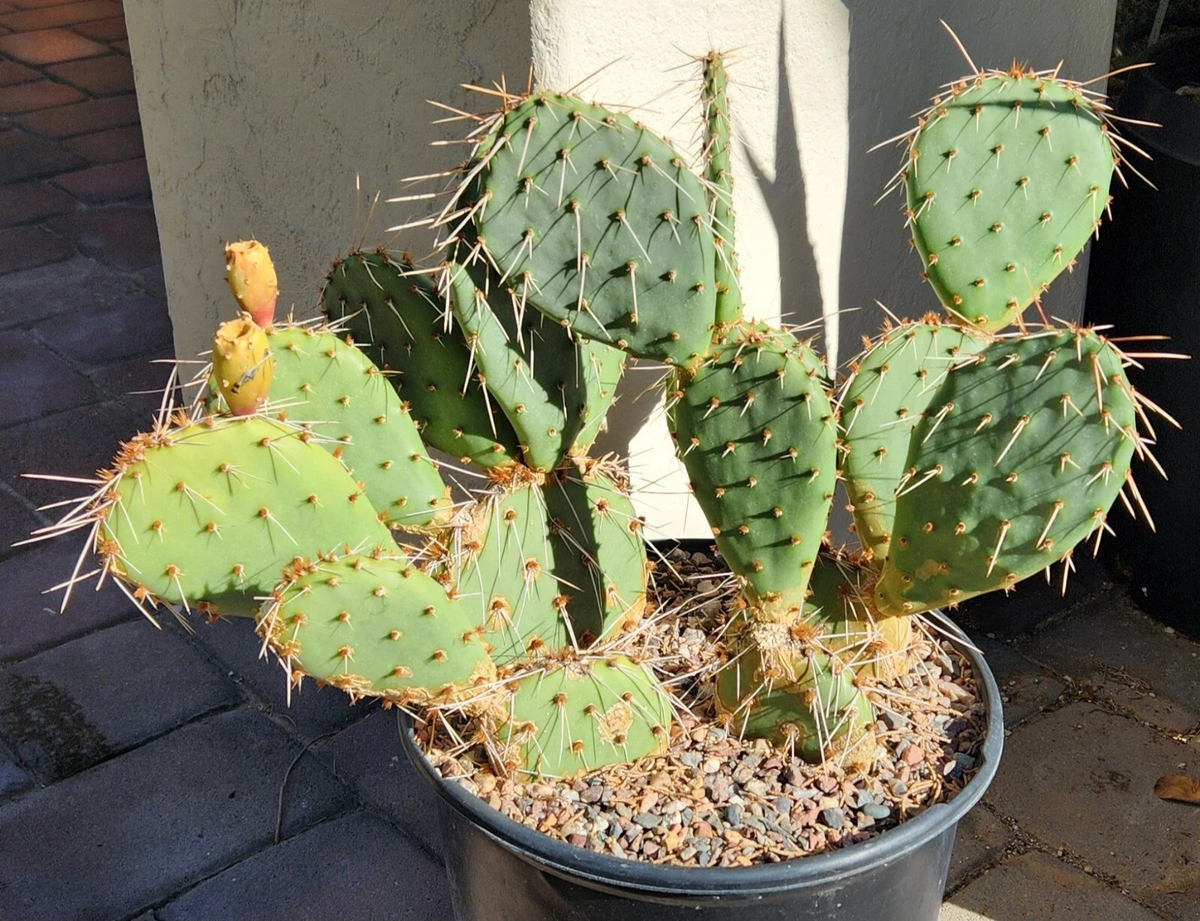 Opuntia Phaeacantha Tulip Prickly Pear Cactus Pad Cutting Live for Propagation