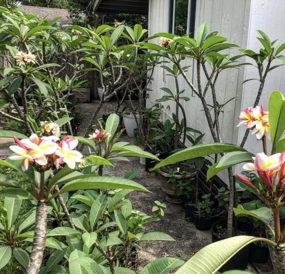 Plumeria Cuttings 8–12 Inch – 5 Mixed Color Tropical Flower Cuttings for Propagation