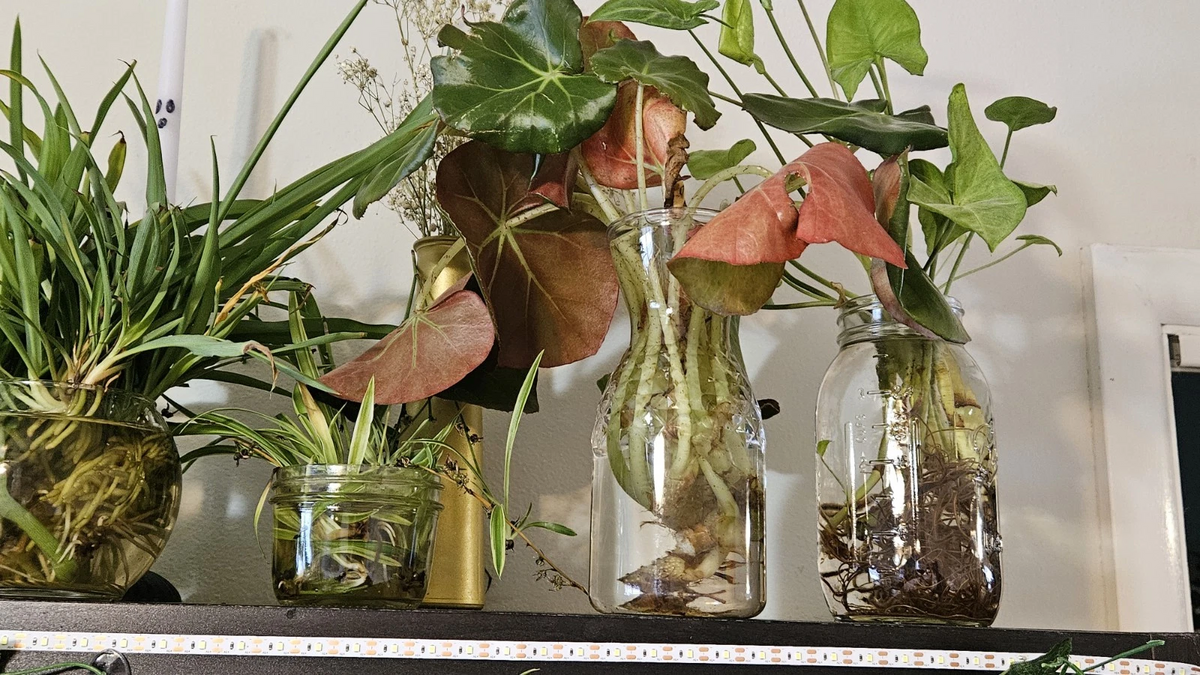 Beefsteak Begonia Cuttings – Begonia erythrophylla Live Indoor Plant Cuttings for Propagation