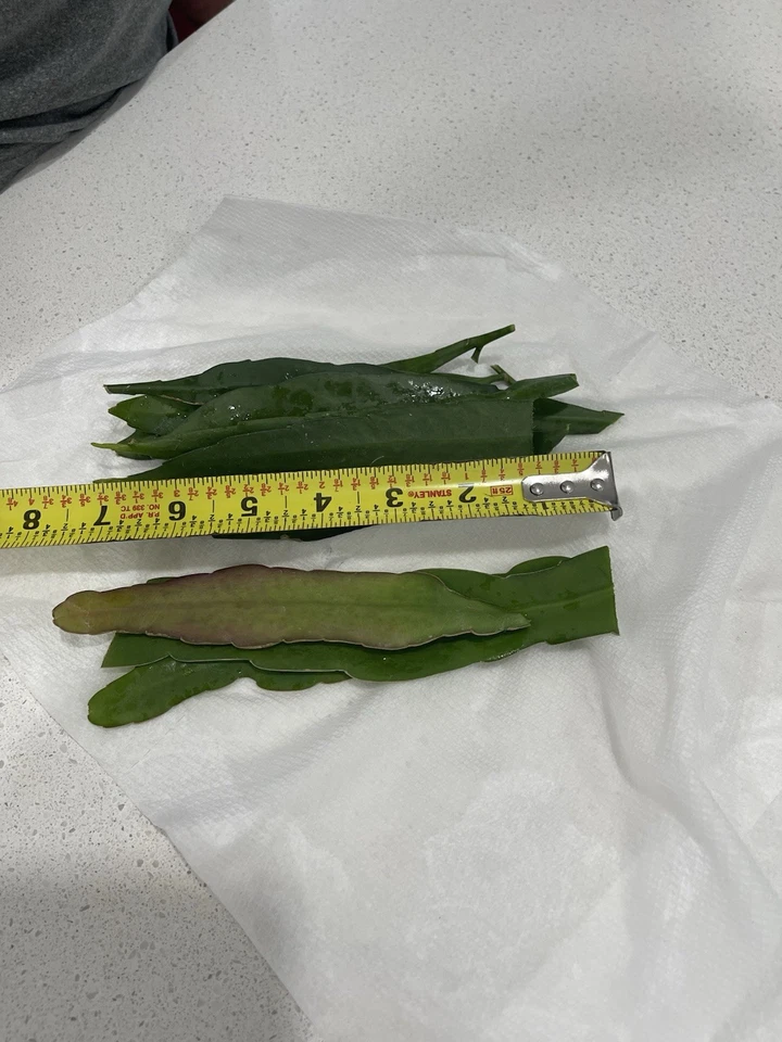 Epiphyllum Oxypetalum & Hookeri Cuttings Mix - Queen of the Night Cactus Propagation Set of 10
