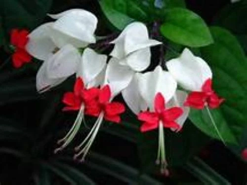 Bleeding Heart Vine Starter Plant – Rooted Clerodendrum thomsoniae with Red & White Flowers, Tropical Climbing Vine