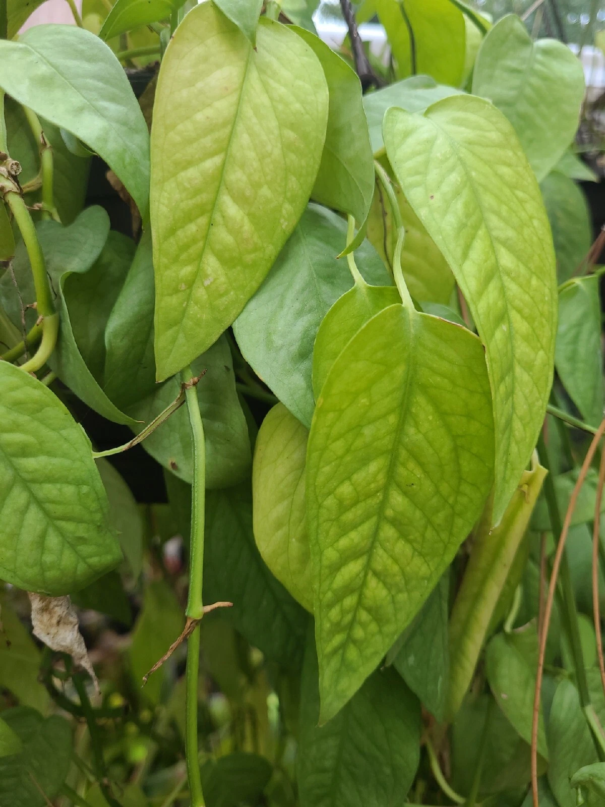 Cebu Blue Pothos Cutting – Epipremnum pinnatum ‘Cebu Blue’ Unrooted Propagation Houseplant