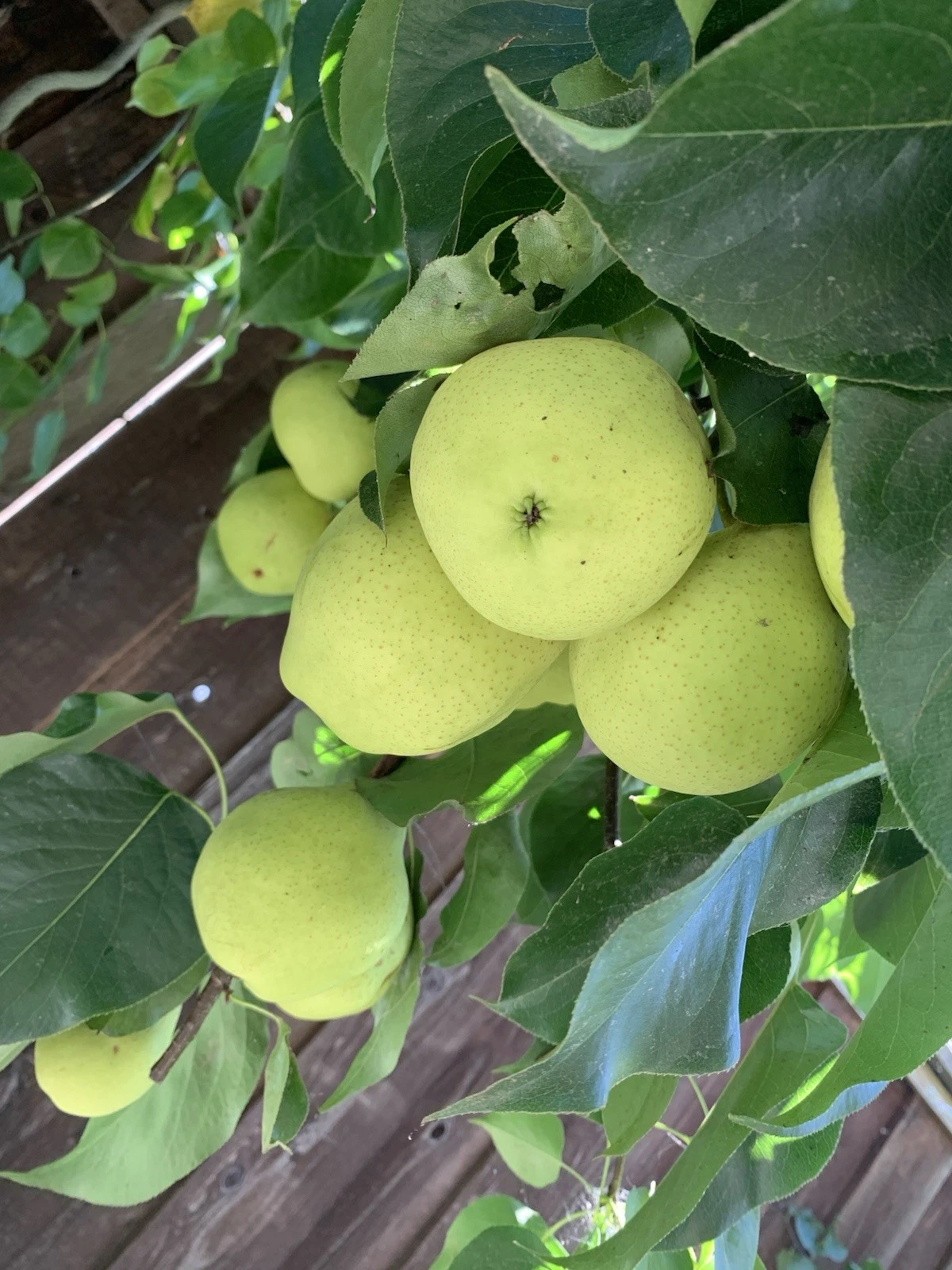 Asian Snow Pear Scion Cuttings – 5 Unrooted Pyrus pyrifolia Grafting Wood, 4-6 Inches for Fruit Tree Propagation