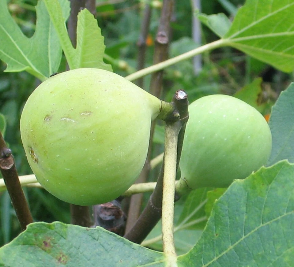 Conadria Fig Cuttings Ficus carica Unrooted Propagation Plant for Garden or Container