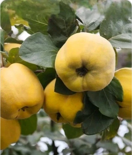 Quince Tree Cutting – 6–8 Inch Live Cydonia oblonga Propagation Rooting Grafting Garden Plant