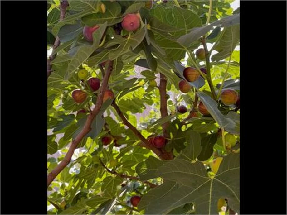 Hardy Chicago Fig Cuttings Bulk Lot – 20 Live Ficus carica ‘Hardy Chicago’ Propagation Planting