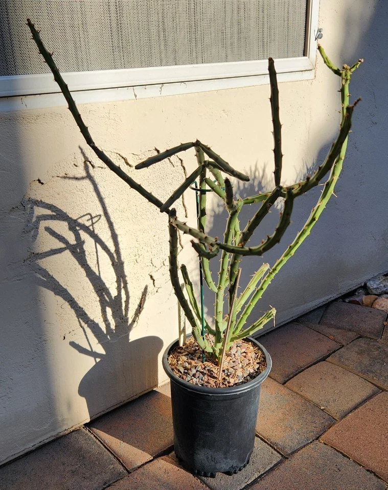 Arizona Pencil Cholla Cactus Cutting – Cylindropuntia arbuscula Live Unrooted Propagation Plant