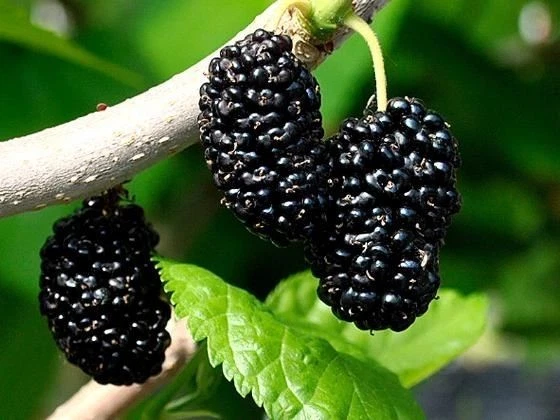 Unrooted Shangri-La Mulberry Cuttings – 12 Fresh Scions for Grafting & Propagation, Deciduous Fruit Tree, Morus spp.