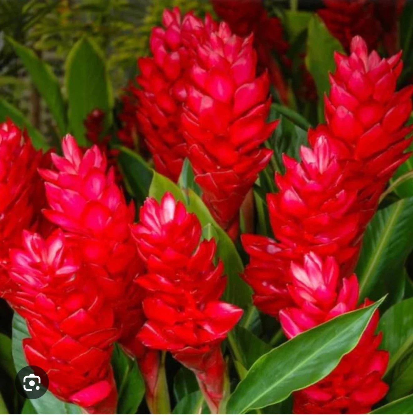 Hawaiian Red Ginger Plant | Live Rooted Starter | Alpinia Purpurata | Tropical Ornamental | Red Flower Bracts