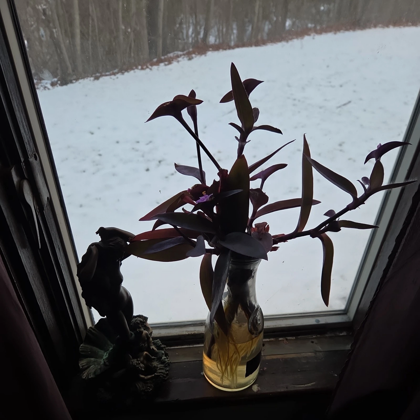 Purple Heart Plant Cuttings – 10 Unrooted Tradescantia pallida Trailing Houseplant Propagation Material