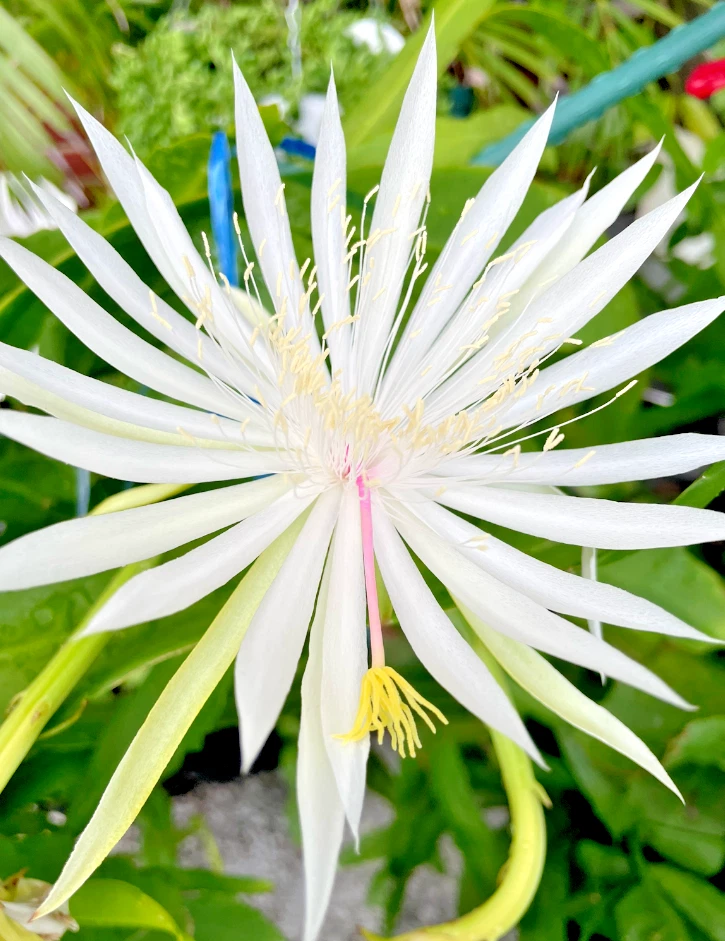 Night Blooming Cereus Epiphyllum Oxypetalum Rooted Plant in 4-Inch Pot with White Night Flowers
