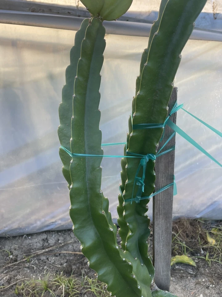 Unrooted Robles Red Dragon Fruit Cuttings – Pitaya Cactus Clippings for Propagation & Growing – Hylocereus spp.