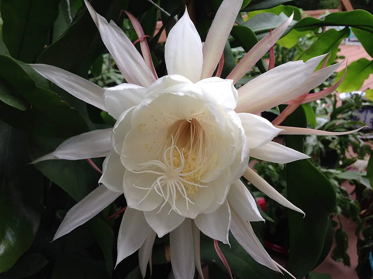Queen of the Night Orchid Cactus Cuttings Epiphyllum oxypetalum - Night Blooming Cactus Set of 2